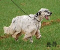 Setter Anglais TECK AR LABOUSETTER Setter Anglais TECK AR LABOUSETTER